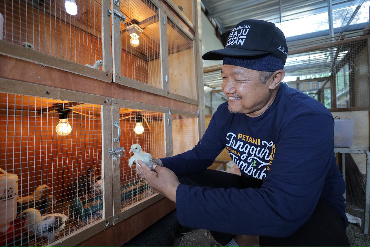 Ketua Kelompok Jengkar Mandiri Suwito menunjukkan ternak ayam kampung unggulan.