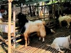 Lapak jualan kambing kurban di Jalan Sultan Agung, Kota Batu.
