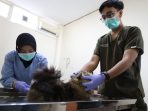 Pemeriksaan kucing di Rumah sakit hewan Surabaya. (Istimewa)