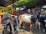 hewan kurban Pedagang hewan kurban di Banyuwangi