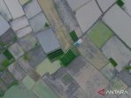 percepatan cetak sawah ulang pascabencana di sumut 2794149