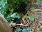 Kondisi kerangka saat ditemukan di kebun singkong, Jember. (Foto: Ist)