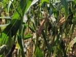 Tanaman jagung rusak akibat hama tikus. (Foto: Ist) Tanaman jagung rusak akibat hama tikus. (Foto: Ist)