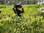 Bhabinkamtibmas Polsek Pnceng Polres Gresik meninjau lahan cabai di Desa Prupuh, Kecamatan Panceng.