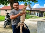 IMG-20260602-WA0013 Biawak raksasa pemangsa ayam warga yang terjepit di antara runtuhan bambu berhasil ditangkap warga di Dusun Codot. (Agus Karyono)