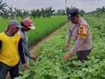 Bhabinkamtibmas Desa Gondang Wetan, Kecamatan Jatikalen, turun langsung ke sawah untuk mendampingi warga memanfaatkan lahan