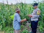 Anggota Polres Pasuruan bersama petani di lahan jagung.