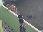 Potongan video amatir guru usir monyet liar.