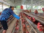 Peternak ayam petelor.