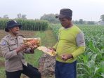 Aiptu Didik Purnawan, Bhabinkamtibmas Kelurahan Ploso Polsek Nganjuk Kota, menyerahkan bantuan Benih Jagung Bhayangkara sekaligus berdialog dengan para petani guna mendukung program ketahanan pangan nasional. (Agus Karyono)