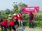 IMG-20260611-WA0005 Panen perdana Posko Pangan PDIPJombang di Desa Tampingmojo, Kecamatan Tembelang. (Teguh)