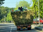 IMG-20260620-WA0113 Sebuah truk yang sarat muatan hasil panen padi tampak melintas dengan kondisi over dimensi.