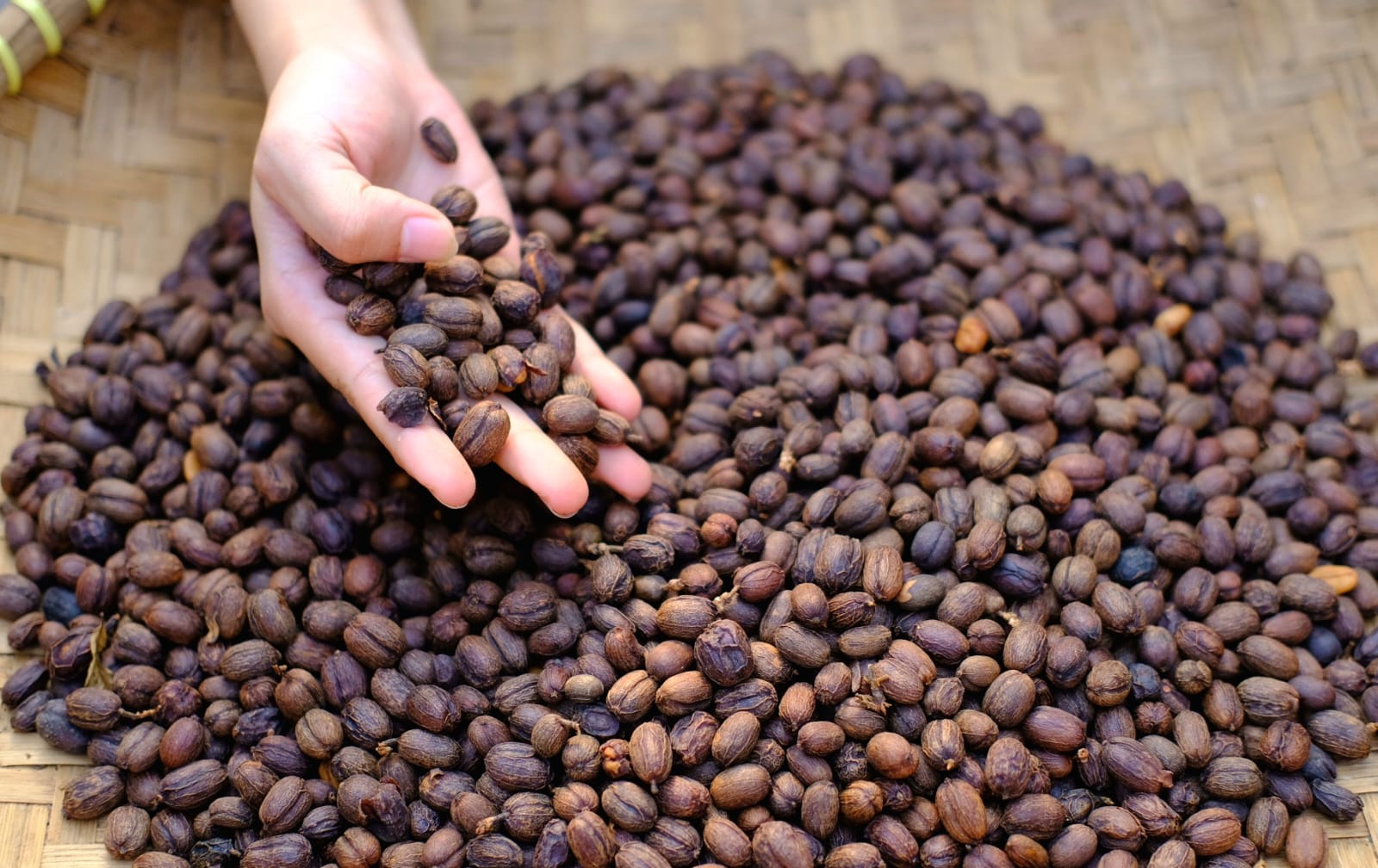 100 Tahun Panas Bumi Indonesia, Inovasi PGE Hadirkan Secangkir Kopi dari Perut Bumi 4 IMG 20260627 WA0013