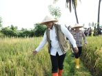 Dirut Bulog Ahmad Rizal Ramdhani meninjau panen raya padi.