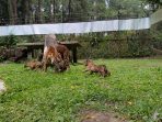 Induk Harimau Sumatera bersama anak-anaknya.