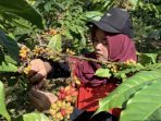Petik kopi di Kebun Gunung Pasang. (Foto: Aji) Petik kopi di Kebun Gunung Pasang. (Foto: Aji)