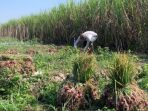 Panen bawang merah di Desa Keras, Kecamatan Diwek, Jombang. (teguh)