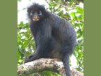 Spesies-Baru-Monyet-Berbibir-Oranye-Ada-di-Kongo Spesies Baru Monyet Berbibir Oranye Ada di Kongo