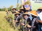 Panen raya padi di Klaten, Jawa Tengah. Panen raya padi di Klaten, Jawa Tengah.