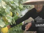AKP Wiwit Mariyanto saat menunjukkan kebun melon yang berada di tengah kota industri Gresik. (Foto: Ist)
