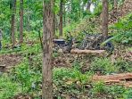 Dugaan illegal logging di KPH Bojonegoro.