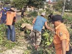 Proses evakuasi pohon tumbang. (Foto: Ist) Proses evakuasi pohon tumbang. (Foto: Ist)