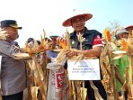 Kusumo Adi Nugroho, Wakil Ketua Komisi B DPRD Sidoarjo saat mengikuti panen raya jagung. (Foto: Achmad Adi Nurcahya)