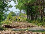 Para pekerja saat melakukan penebangan pohon di Jalan Embong Kali, Sidoarjo. (Foto: Achmad Adi Nurcahya)
