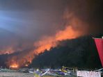 Kondisi hutan Perhutani di Jember yang terbakar. (Foto: Ist) Kondisi hutan Perhutani di Jember yang terbakar. (Foto: Ist)