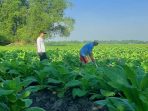 Petani tembakau di Kecamatan Sugihwaras, Bojonegoro. (Foto: Umam)