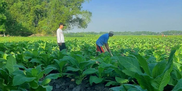 Petani tembakau di Kecamatan Sugihwaras, Bojonegoro. (Foto: Umam) Petani tembakau di Kecamatan Sugihwaras, Bojonegoro. (Foto: Umam)