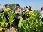 Bupati Bojonegoro Setyo Wahono saat berkunjung ke ladang tembakau. (Foto: Ist)