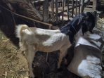 IMG-20260801-WA0009 Kambing jenis PE yang gagal dicuri. (istimewa)