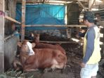 IMG-20260824-WA0001 Ketua Kelompok Tani Sido Rukun, Pak Waiman, memperlihatkan kondisi salah satu sapi bantuan UPPO yang tersisa di kandang miliknya Desa Bajulan, Loceret, Nganjuk. (Agus)