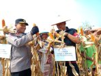 Kapolsek Balongbendo Kompol Sunari saat panen bareng petani Singkalan. (Foto: Achmad Adi Nurcahya)