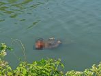Mayat mengapung di Sungai Bocok, Sidoarjo sebelum dievakuasi. (Foto: Achmad Adi Nurcahya) Mayat mengapung di Sungai Bocok, Sidoarjo sebelum dievakuasi. (Foto: Achmad Adi Nurcahya)