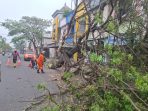 Petugas mengevakuasi pohon tumbang di Jalan Hayam Wuruk, Jember. Petugas mengevakuasi pohon tumbang di Jalan Hayam Wuruk, Jember.