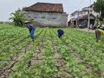 Kondisi sawah petani di Benjeng, Gresik yang mulai mengering akibat kemarau.