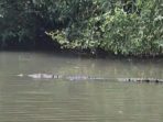 Tangkapan layar video kemunculan buaya muara berukuran besar di Ujungpangkah, Gresik.